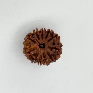 10 Mukhi Rudraksha (Nepali)