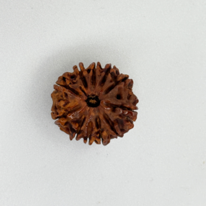 Buy Natural 11 Mukhi Rudraksha