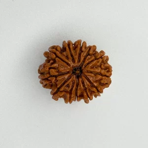 12 Mukhi Rudraksha (Nepali)