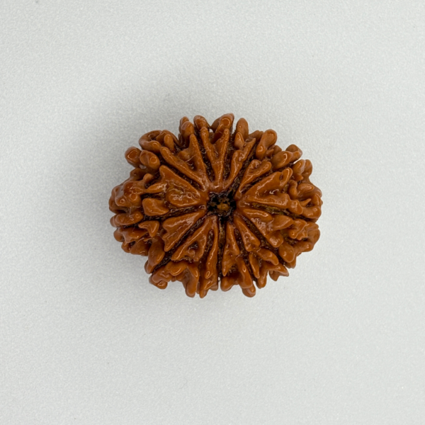 Buy Natural 12 Mukhi Rudraksha Online