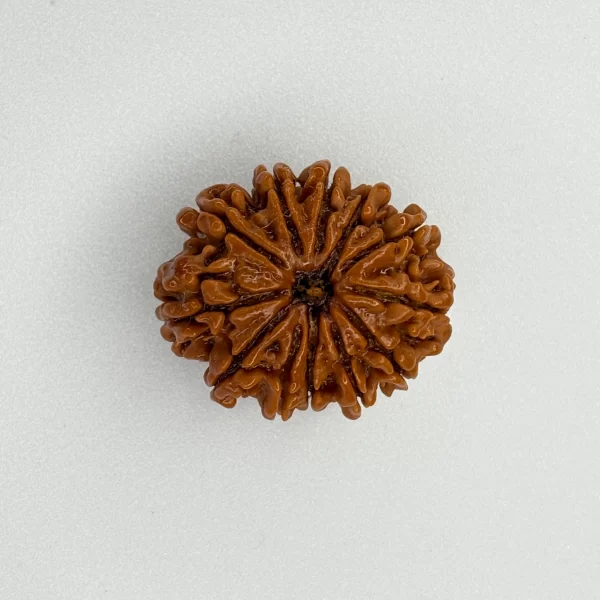 12 Mukhi Rudraksha (Nepali)