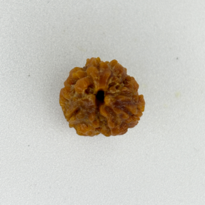Buy Natural 3 Mukhi Rudraksha Online