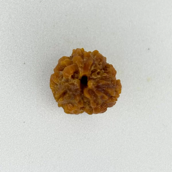 3 Mukhi Rudraksha (Nepali)