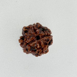 Buy Natural 4 Mukhi Rudraksha Online