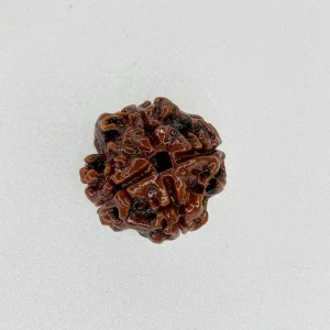 4 Mukhi Rudraksha (Nepali)