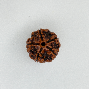 Buy Natural 5 Mukhi Rudraksha Online
