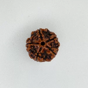 5 Mukhi Rudraksha (Nepali)