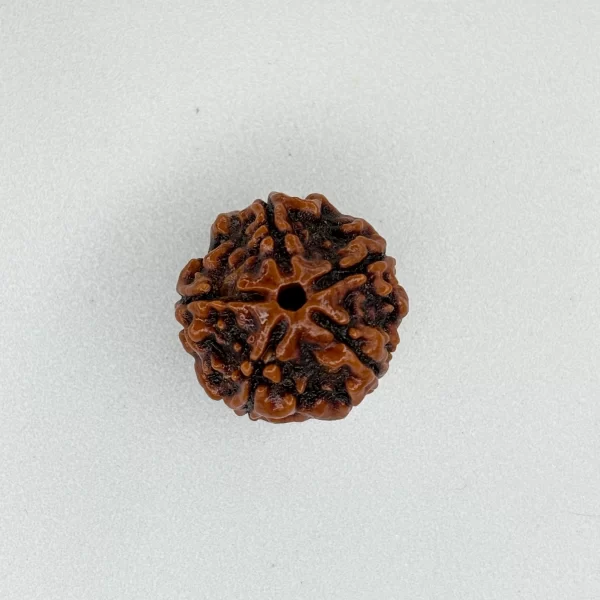 5 Mukhi Rudraksha (Nepali)