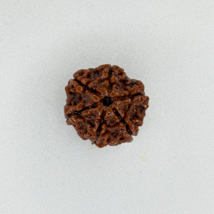 Buy Natural 6 Mukhi Rudraksha Online
