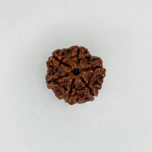 5 Mukhi Rudraksha (Nepali)