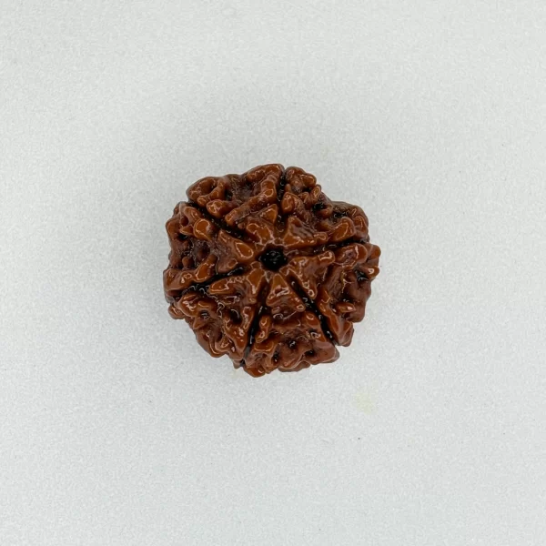 5 Mukhi Rudraksha (Nepali)