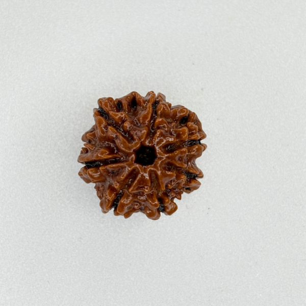 Buy Natural 7 Mukhi Rudraksha Online