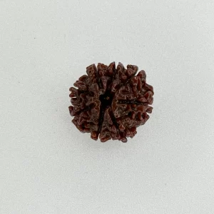 8 Mukhi Rudraksha (Nepali)