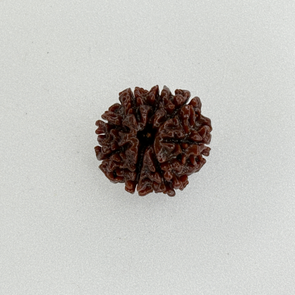 Buy Natural 8 Mukhi Rudraksha Online