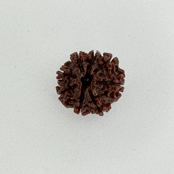 8 Mukhi Rudraksha (Nepali)