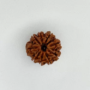 9 Mukhi Rudraksha (Nepali)