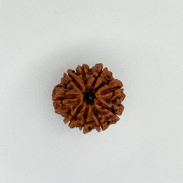 Buy Natural 9 Mukhi Rudraksha online