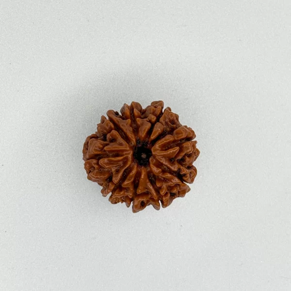 9 Mukhi Rudraksha (Nepali)