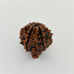 Buy Natural Natural Ganesh Rudraksha Online