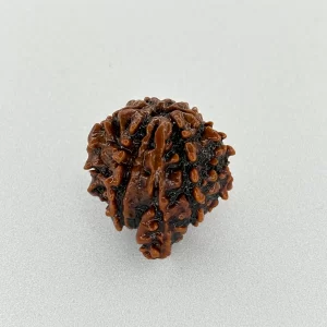 Ganesh Rudraksha (Nepali)