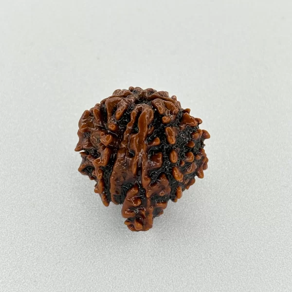 Ganesh Rudraksha (Nepali)