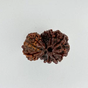 Gauri Shankar Rudraksha (Nepali)