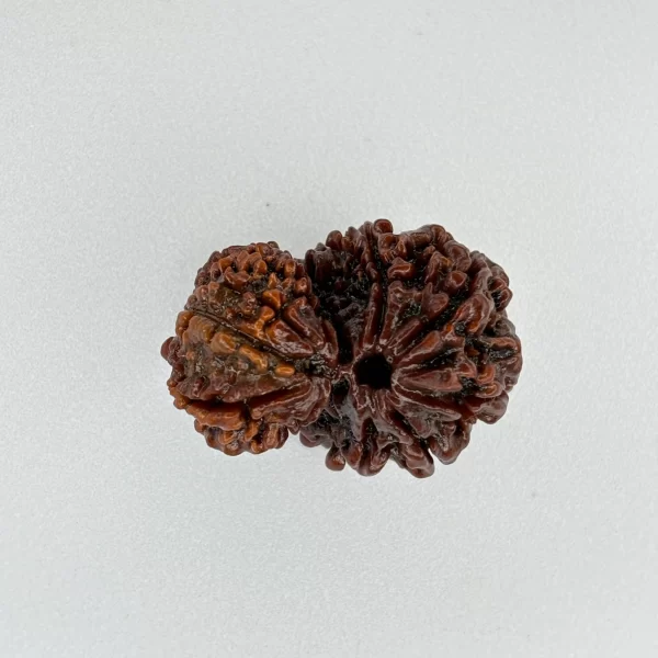 Gauri Shankar Rudraksha (Nepali)
